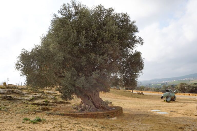 Ancient Olive Tree Agrigento