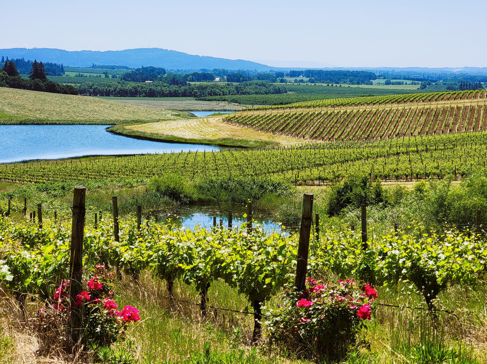 cherry hill winery oregon