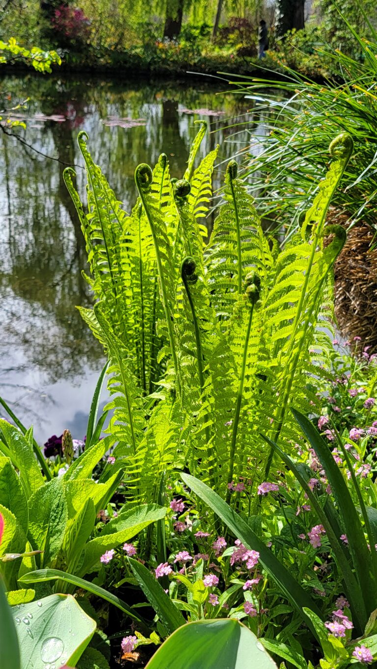 Monet’s Giverny ~ Like Stepping into One of His Paintings! 30 Giverny Ferns