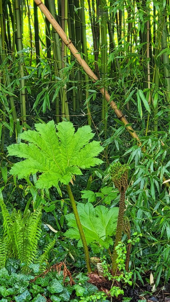 Monet’s Giverny ~ Like Stepping into One of His Paintings! 8 Giverny Gunnera