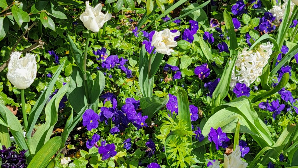 Monet’s Giverny ~ Like Stepping into One of His Paintings! 6 Giverny Purple Pansy