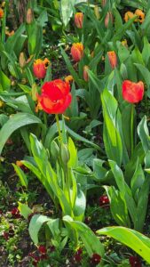 Monet’s Giverny ~ Like Stepping into One of His Paintings! 2 Giverny Tulips